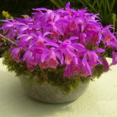 pleione-tongariro- (1)